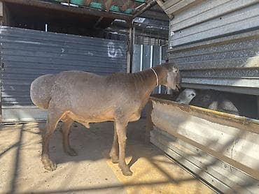 козлу кой: Продаю | Баран (самец) | Для разведения | Племенные — 3