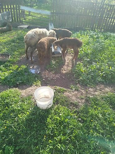 дождевые черви: Толка оптом сатам болор басы 11500 Дон кеми жок эки ургачы козу эки — 4