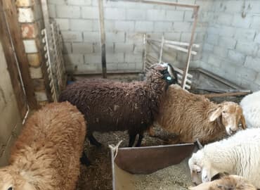 зоомагазин бишкек с животными: Продаю | Овца (самка), Баран (самец) | Полукровка, Меринос, Эдильбаевская | На забой, Для разведения, Для шерсти | Племенные, Котные, Осеменитель — 2