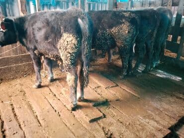 откормленные быки: Продаю | Бык (самец) | На откорм — 4