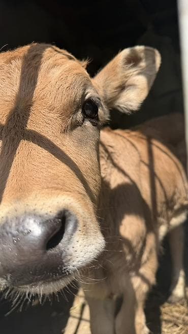 Продаю | Музоо, торпок | На откорм at lalafo.kg Продаю | Музоо, торпок | На откорм