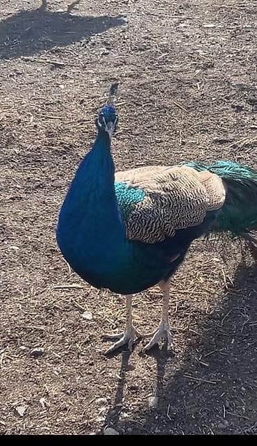 бычки на забой: Продаю пару павлинов возраст по 4 года робочие есть от них потомство — 3