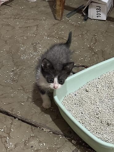 котята фото: Котята в добрые руки. На фото — подкидыши в коробке, нашли на — 2
