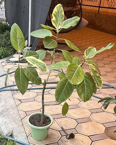Фикус эластика вариегатный (Ficus elastica variegata) - Крупные