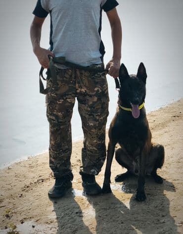 сколько стоит йоркширский терьер: Вязка: Бельгийская овчарка, Самец, 3 года, С прививкой, С родословной — 4