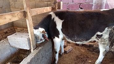 кой мал: Продаю | Бык (самец) | Симментальская | На откорм | Привязанные — 1