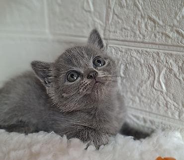 кошка продаётся: Скотиш Страйт (Шотландская прямоухая), 2 месяца, Мальчик, Голубой, Приучена к лотку, Проглистована — 7