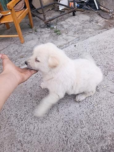 кошка породы мейн кун: Лайка Кучук сатылат 1 ай эркек — 1