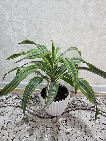 для растений: Мини-композиции из кактусов в декоративных керамических кашпо - — 5