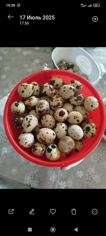 перепелиные мясо: Продаю перепёлки(несутся) — 1