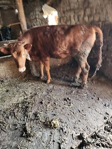 Продаю | Тёлка