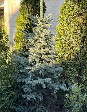 семена елки: Продаются декоративные хвойные растения 🌿🌲 -туи от 100 до 300см -ели — 10
