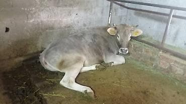 кунажын: Сатам | Уй (ургаачы), Бука (эркек), Кунаажын | Голштин, Алатоолук, Швиц | Союуга, Көбөйтүү үчүн, Бордоп семиртүү үчүн | Кысыр, Музоологондон кийин, Асыл тукумдуу — 4