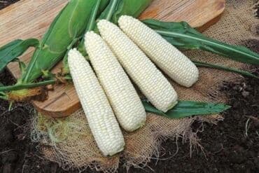 кпп пассат б4: Куплю семена белой кукурузы — 3