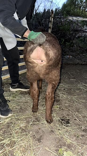 долан овцы: Продаю | Овца (самка), Ягненок, Баран (самец) | Арашан | Для разведения — 3