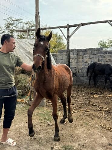 куры доминанты: Продаю | Жеребенок | Конный спорт — 2