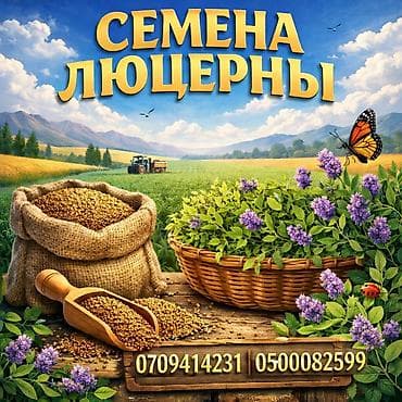 горох семена: Семена кормовых растений: Люцерна, Самовывоз, Платная доставка — 1