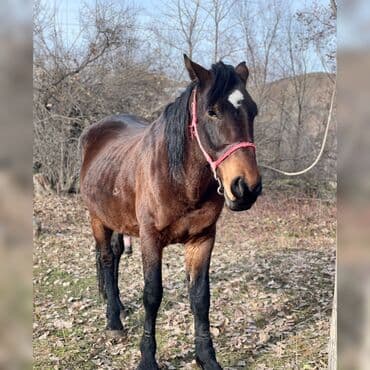 продаю музоо торпок корова самка бык самец айрширская ангус алатауская на забой для разведения на откорм племенные нетель привязанные: Продаю | Конь (самец) | Для разведения | Племенные — 1