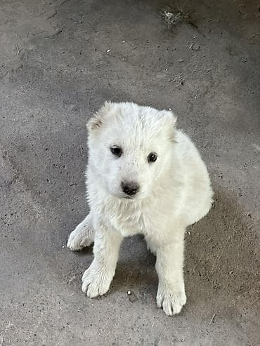 королевский пудель цена: Алабай, 2 месяца, Самец, С прививкой, С родословной — 3