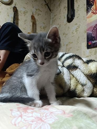 Кошки: Котята. Ищем очаровательным кот,там надёжный дом. Обоим котятам нет — 6