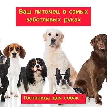 Услуги ветеринара: Передержка (гостиница) для собак. ☎️ . В отпуск без собаки! Платная — 2