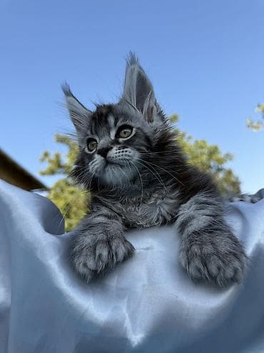 шпиц: фото цена: Мейн-кун, 2 месяца, Мальчик, Приучена к лотку, Проглистована, С документами — 6