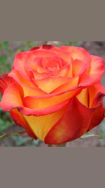 семена клевера в бишкеке: Көчөттөр гүлдүн: Розалар, Өзү алып кетүү, Акылуу жеткирүү — 2