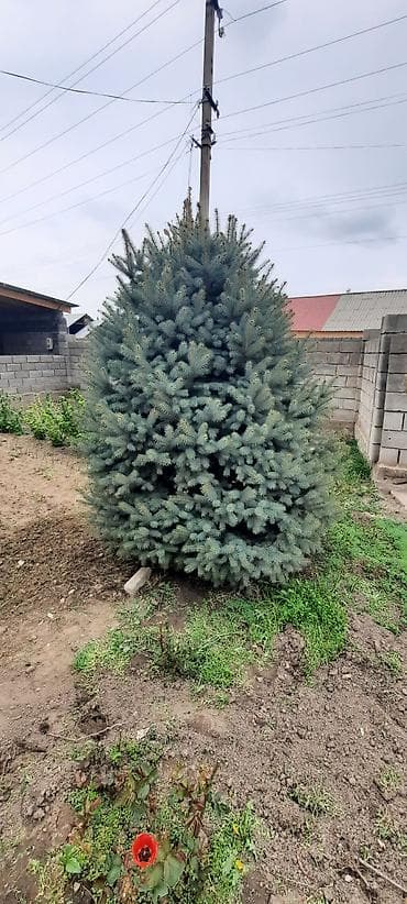 мешковина: Ель голубая (Picea pungens Glauca) — крупное декоративное хвойное — 2