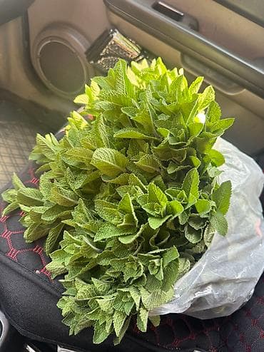 хлорофилл в бишкеке: Мята сатылат 1 кг 500с
Город Жалал-Абад 
Тел — 1