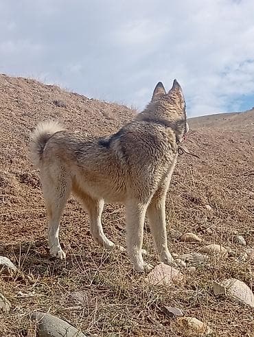 Отдам даром собаку: Лайка Бир жаш ургачы куйругу жакшы которулуп турат суротко ошондой — 2