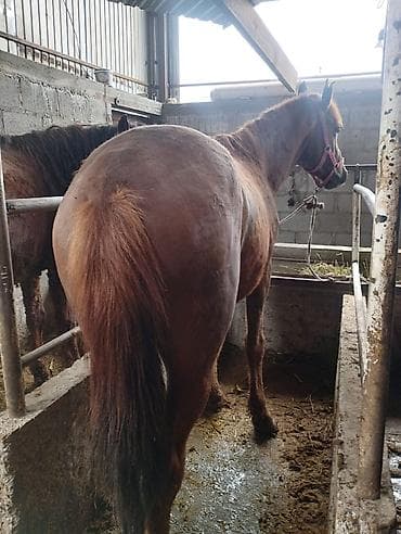 маленький алабай: Продаю | Конь (самец) | Кара Жорго | На забой, Для разведения | Племенные — 3