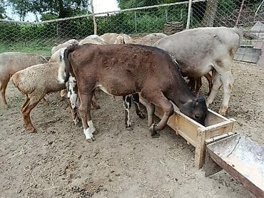 кремация животных бишкек: Продаю | Бык (самец) — 7