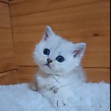 драбилка мини: Скотиш Страйт (Шотландская прямоухая), 2 месяца, Девочка, Серебристая шиншилла, Приучена к лотку, Проглистована — 6