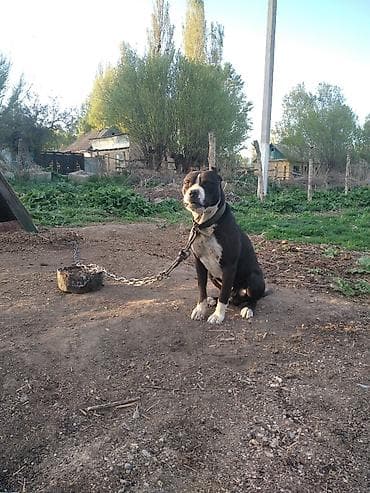 аргентинский дог: Амстафф, Более 5 лет, Самец — 2