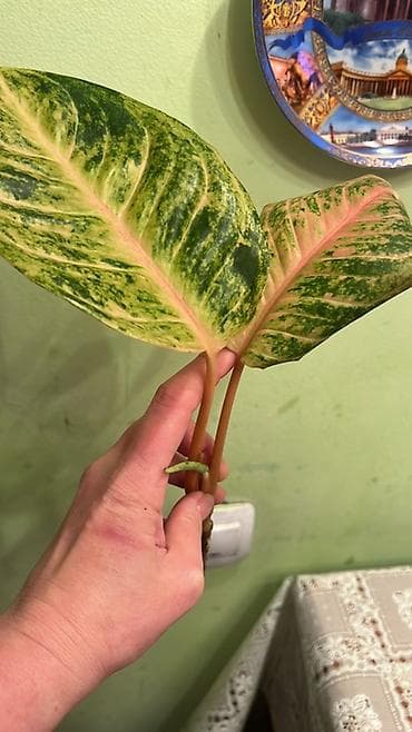 Аглаонема вариегатная — черенок с двумя крупными пестрыми листьями и