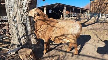 питбуль вязка: Продаю | Баран (самец) | Гиссарская | На забой, Для разведения | Племенные — 3