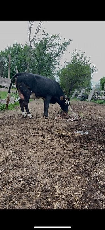 купить сокола в питомнике: Продаю | Корова (самка) | Для молока | После отела — 2