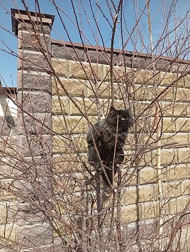 отдаю котёнка: Отдам даром котёнка в хорошие и заботливые руки 🐾 Возраст 6 месяцев — 5