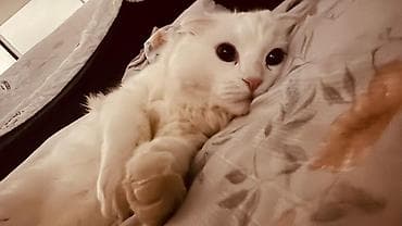 Продажа кошек: Вязка кошки мальчик 5000 — 2