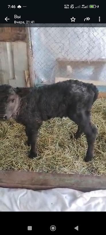 Продаю | Музоо, торпок | Для разведения | Искусственник at lalafo.kg Продаю | Музоо, торпок | Для разведения | Искусственник