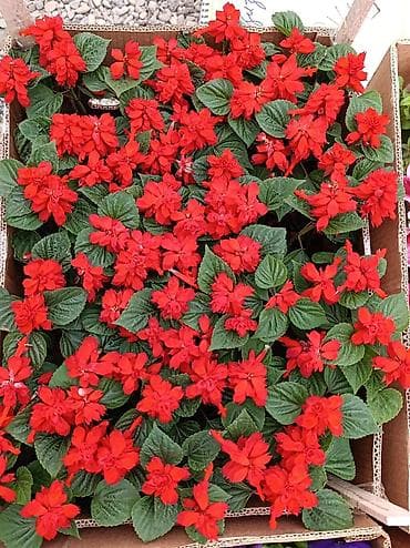 купить цветы петунии: Рассада цветочных однолетников для клумб и балконных ящиков. В — 4