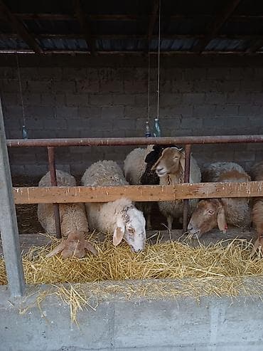 кормушки для коров: Продаю | Овца (самка) | Для разведения | Матка — 4