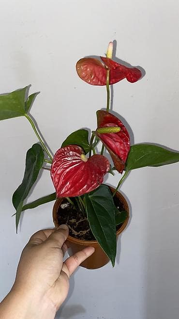 цветущие: Антуриум (Anthurium andreanum) в горшке. - Компактный куст с крупными — 2