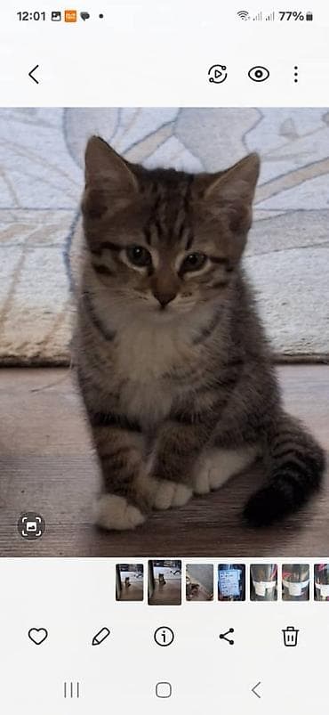 кошку: Кошка даром: Беспородная, Девочка — 2