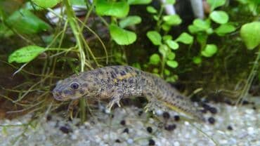 корм для форели купить: Тритон — уникальное земноводное, идеально подходящее для содержания в — 2