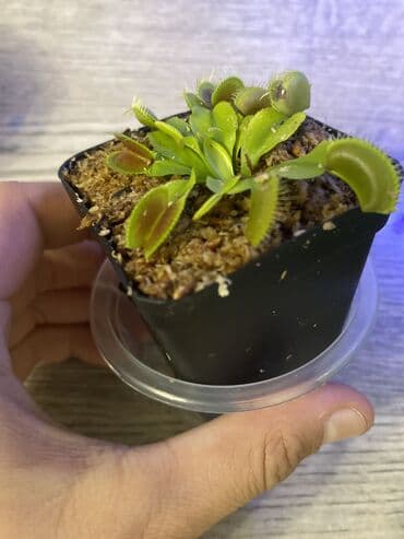 мухоловка растение: Продаю венерину мухоловку Полив когда подсохнет грунт тогда и полит — 2
