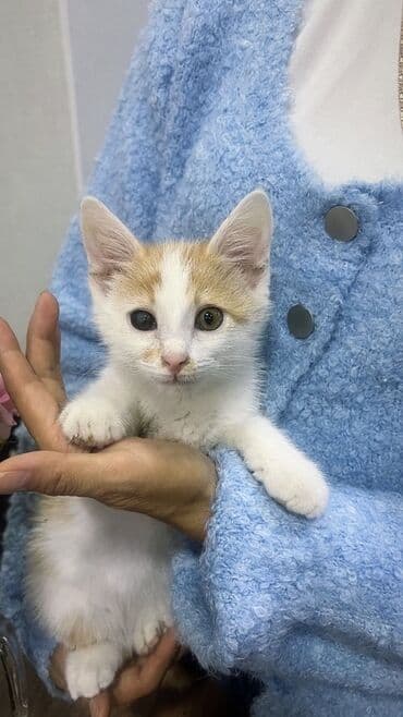 рыжий вислоухий котенок купить: Породасыз, 3 айлык, Эркек, Биколор — 1