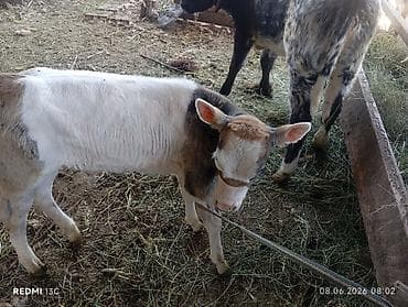 кошка продаётся: Продаю | Бык (самец) | Полукровка | На откорм | Привязанные — 2