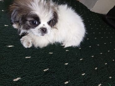 сакал остуруу крем: Пекинес, 2 айлык, Эркек — 3