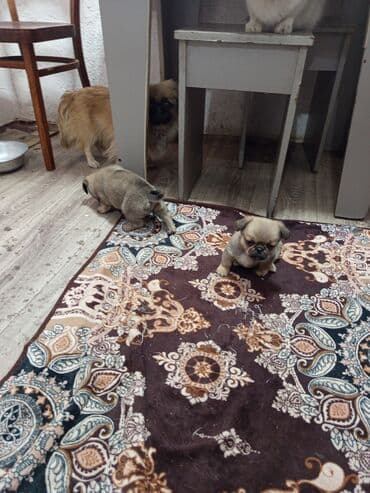 Вязка собак: Очаровательные щенки мопса - Порода: мопс (классический бежевый окрас — 1